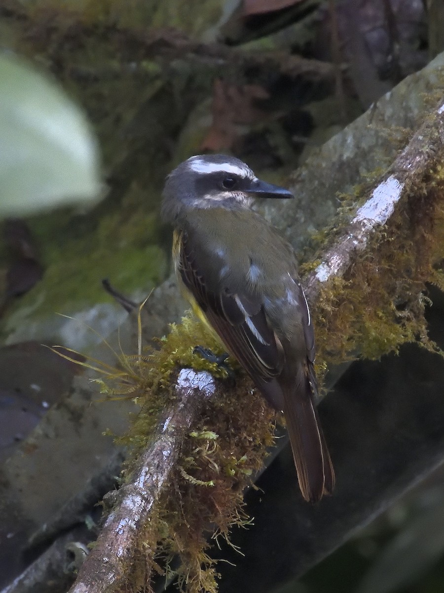 Golden-bellied Flycatcher - ML643200943