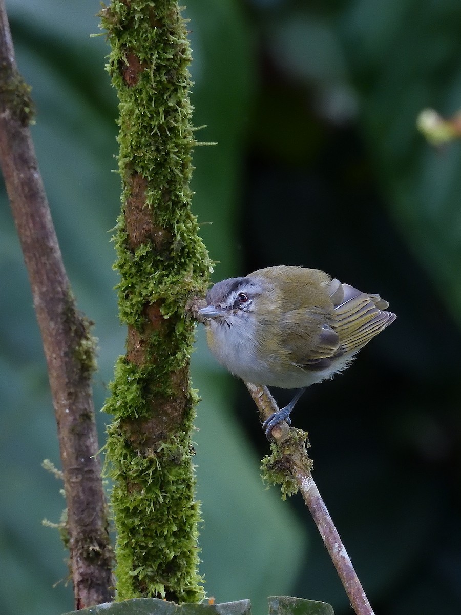 Chivi Vireo - ML643200949