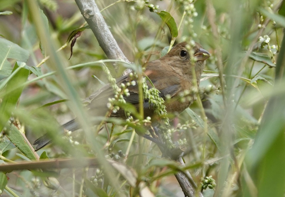 Varied Bunting - ML643200955