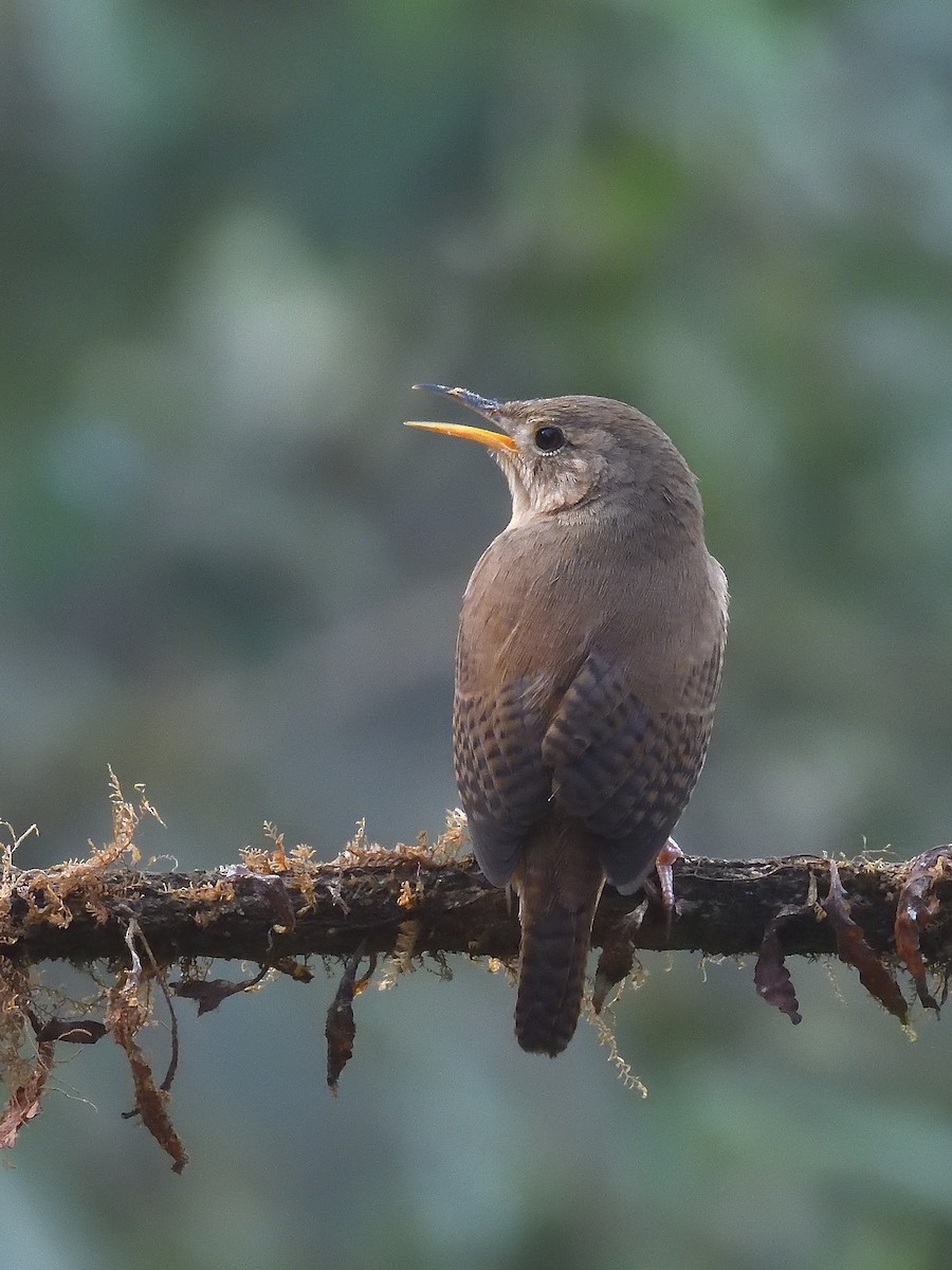 Southern House Wren (North Andean) - ML643200958