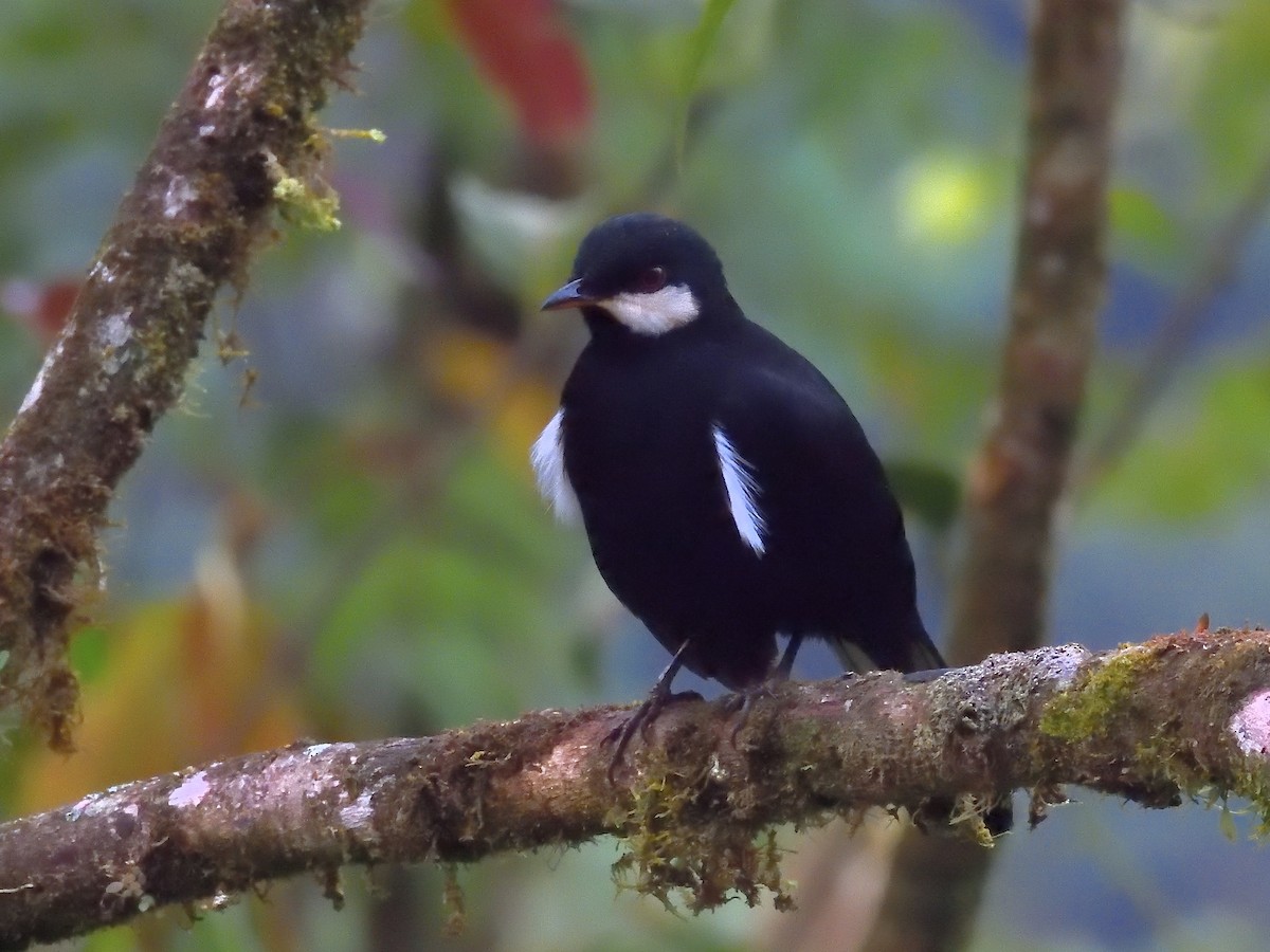 Black Solitaire - ML643200961