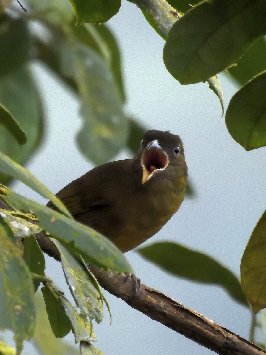 Ochre-breasted Tanager - ML643200963