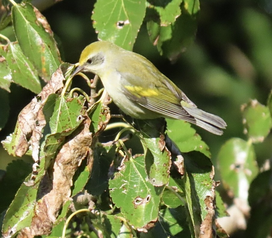 gullvingeparula x blåvingeparula (hybrid) - ML643200964