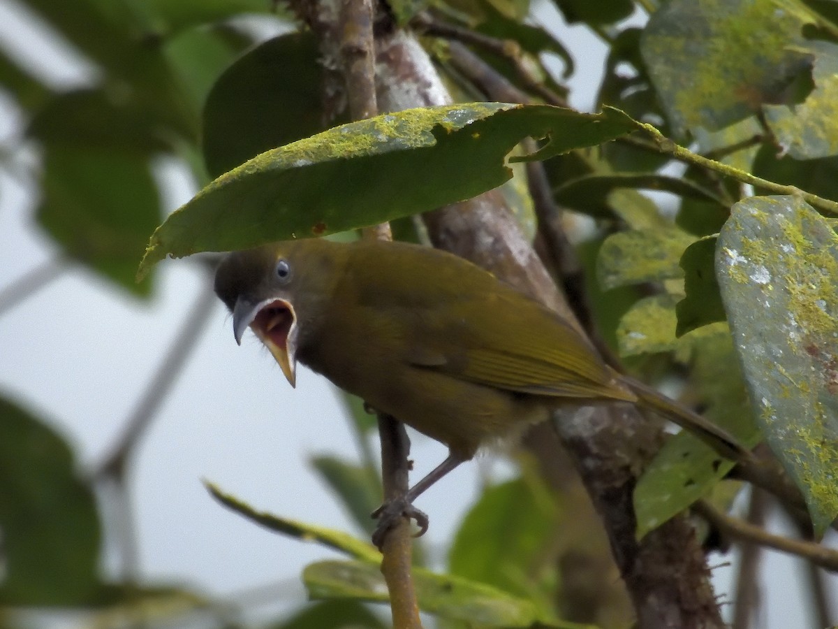 Ochre-breasted Tanager - ML643200965