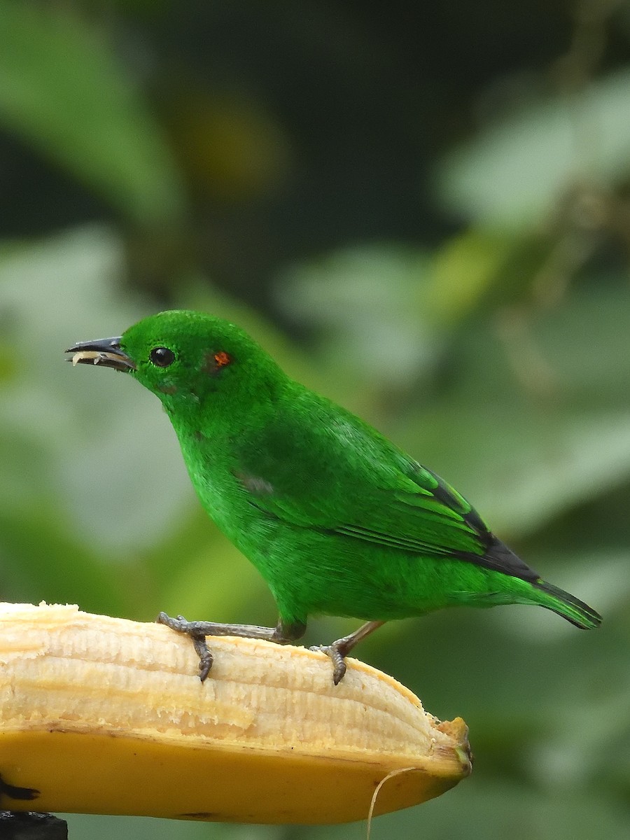 Glistening-green Tanager - ML643200971