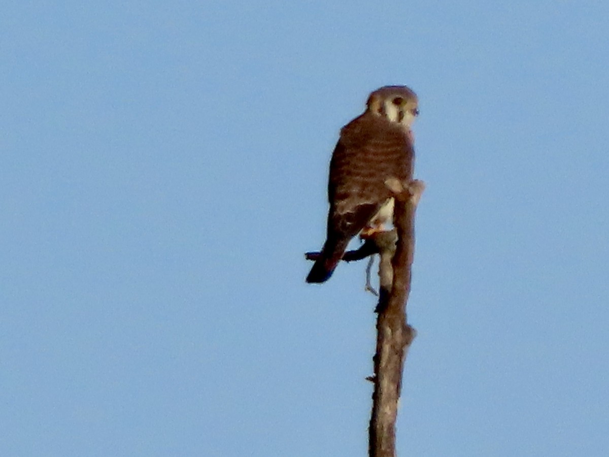 アメリカチョウゲンボウ - ML643200972