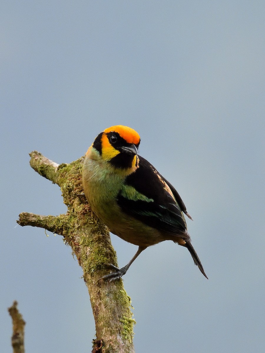 Flame-faced Tanager - ML643200973