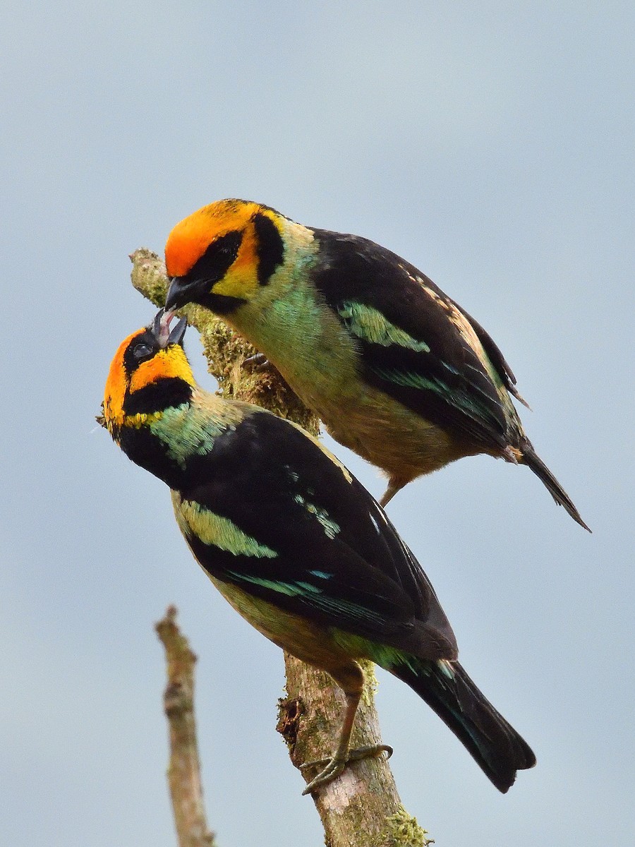Flame-faced Tanager - ML643200974