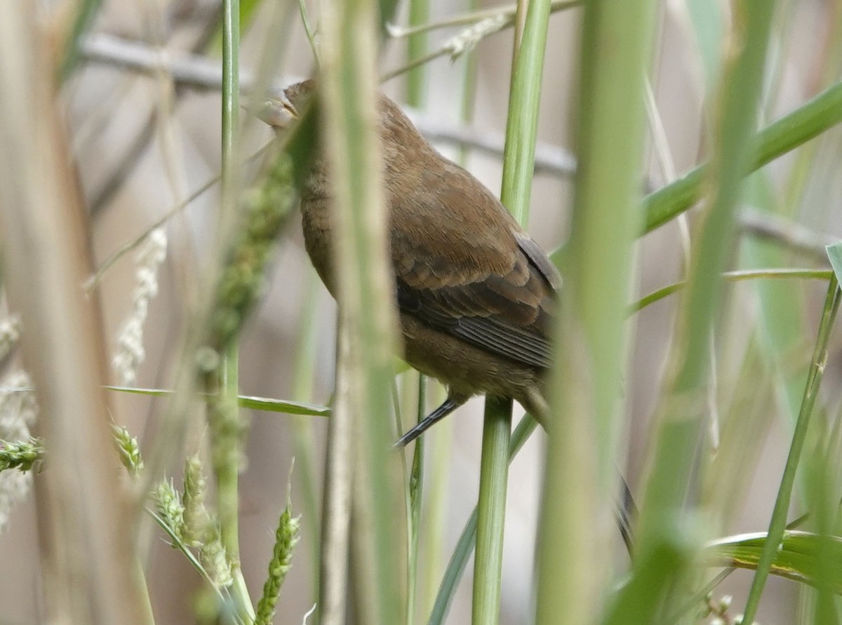 Varied Bunting - ML643200977