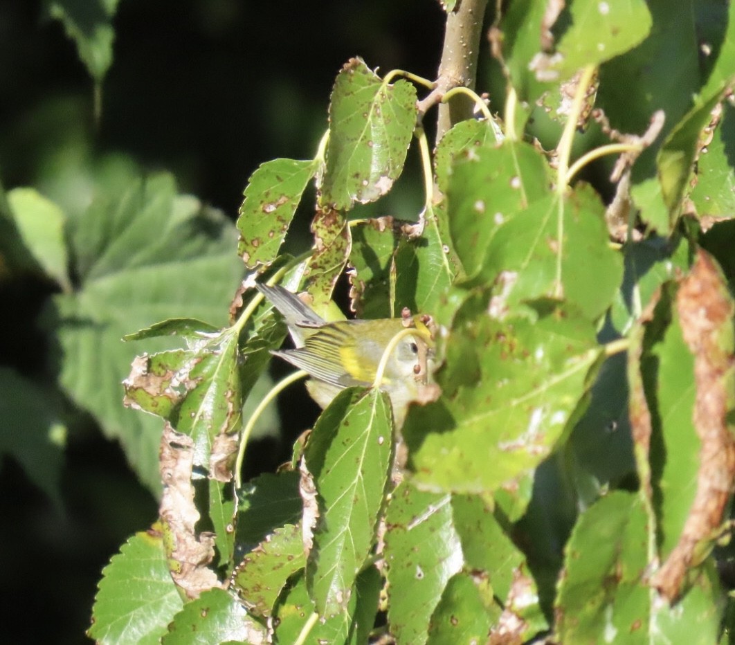 gullvingeparula x blåvingeparula (hybrid) - ML643200980