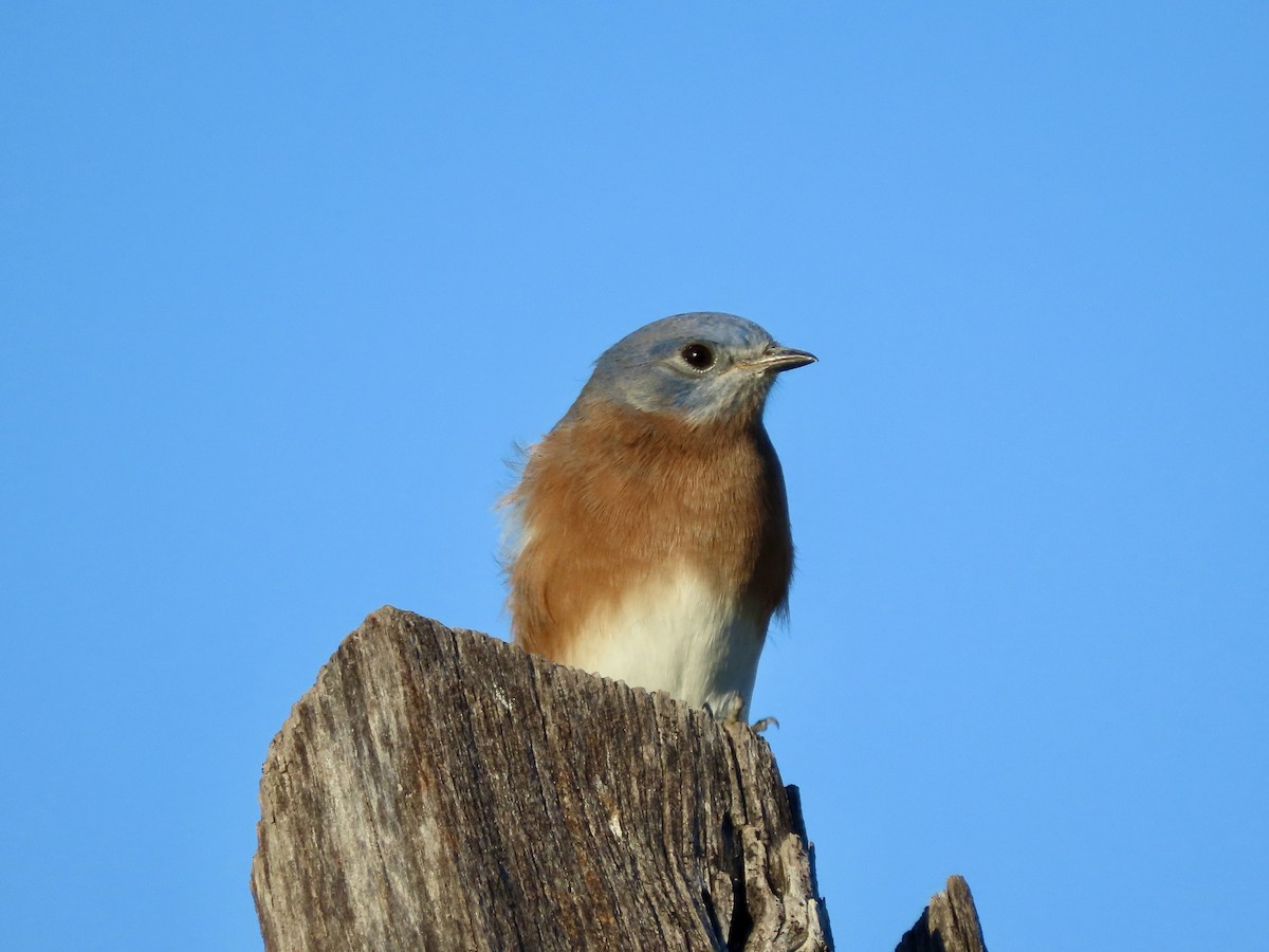 ルリツグミ - ML643200983