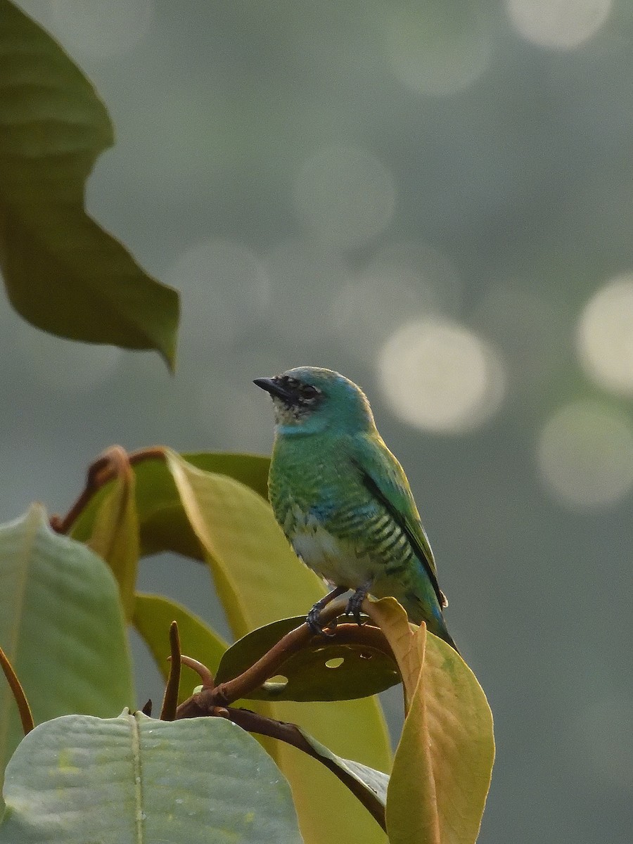 Swallow Tanager - ML643200984