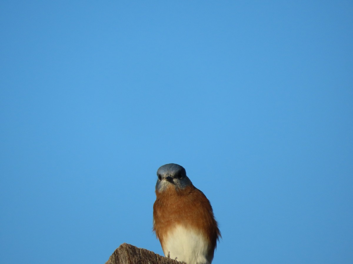 ルリツグミ - ML643200985