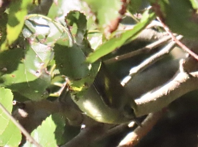 gullvingeparula x blåvingeparula (hybrid) - ML643200991