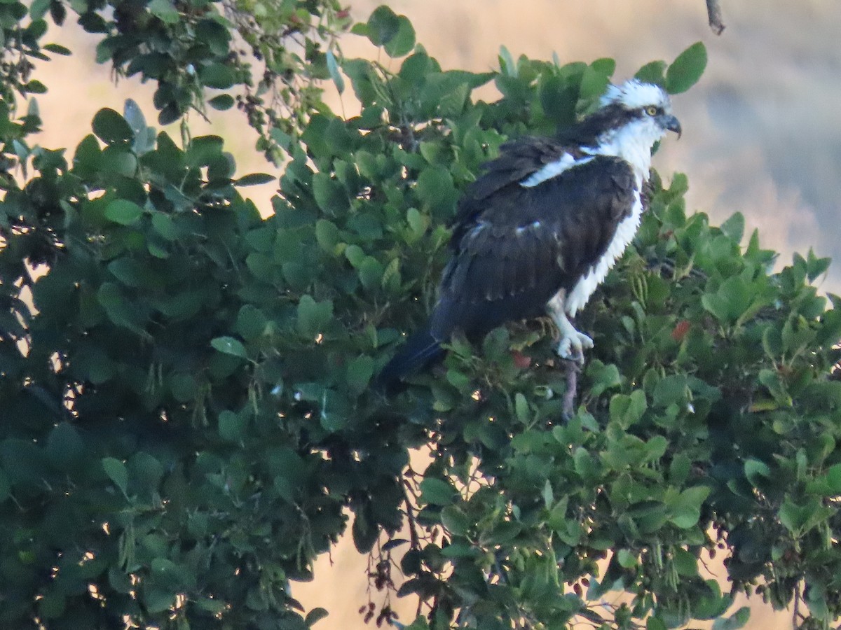 Osprey (American) - ML643200994