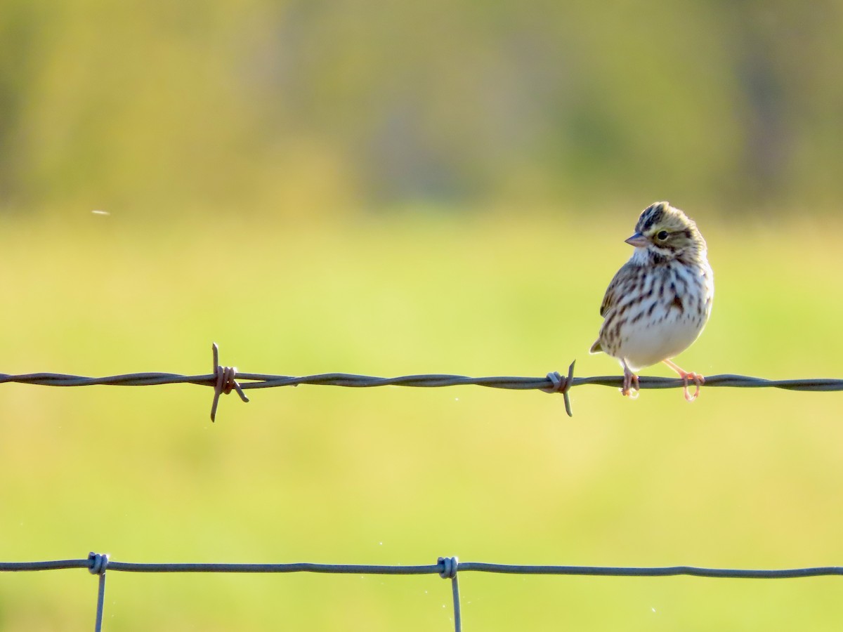 サバンナシトド - ML643200995