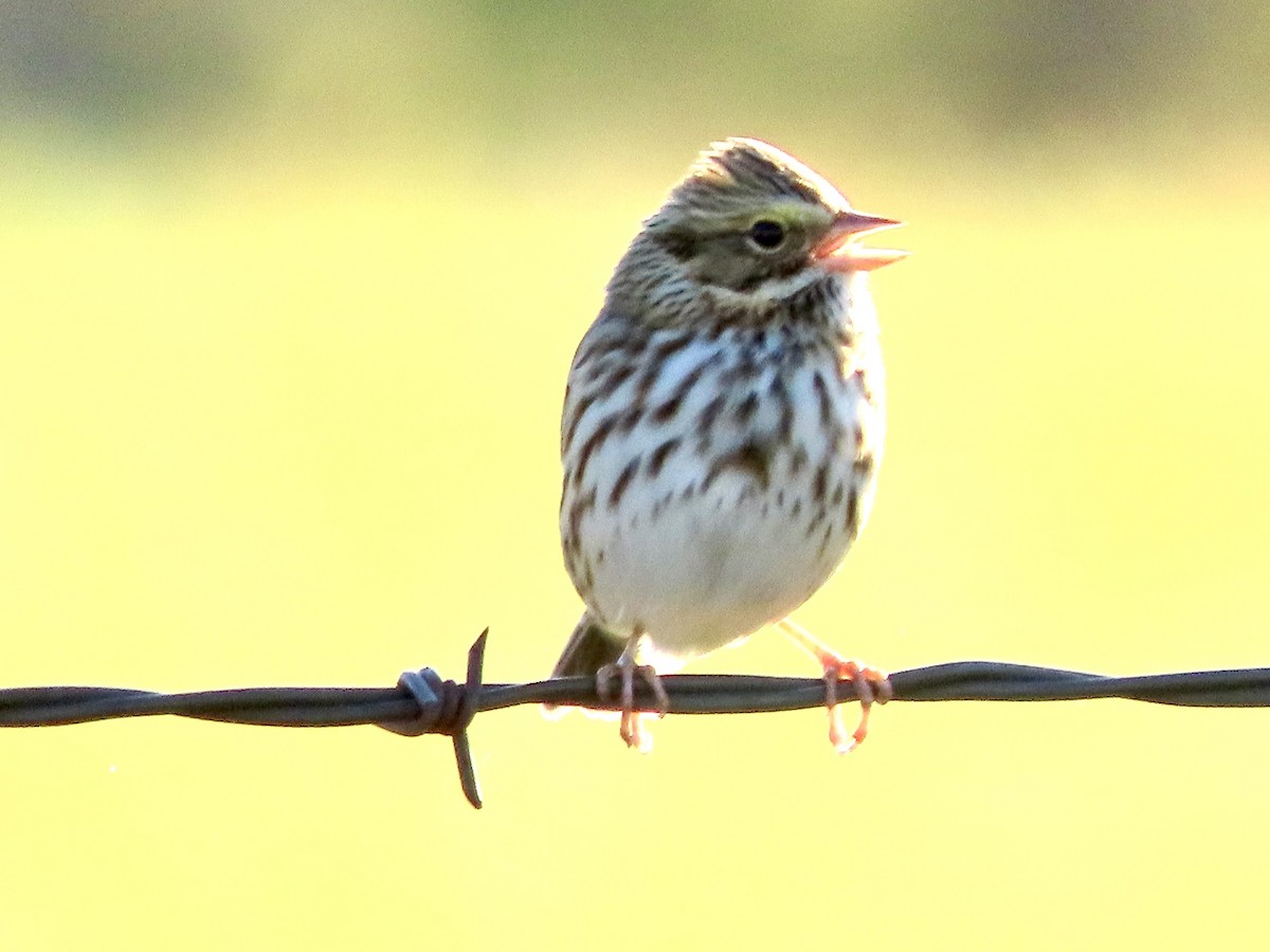 サバンナシトド - ML643200996