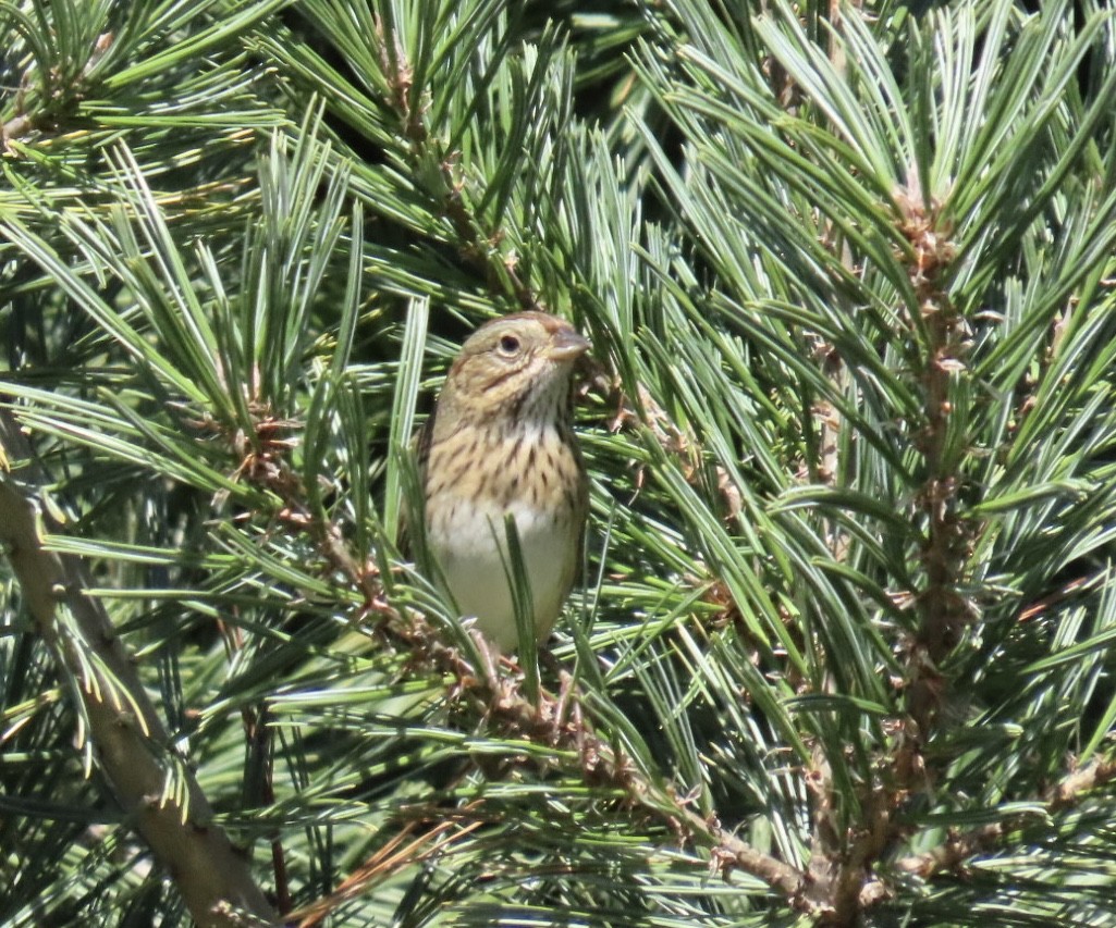 gråbrynspurv - ML643201002