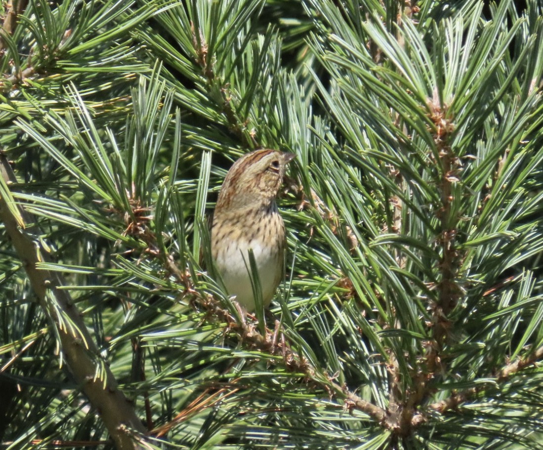 gråbrynspurv - ML643201004