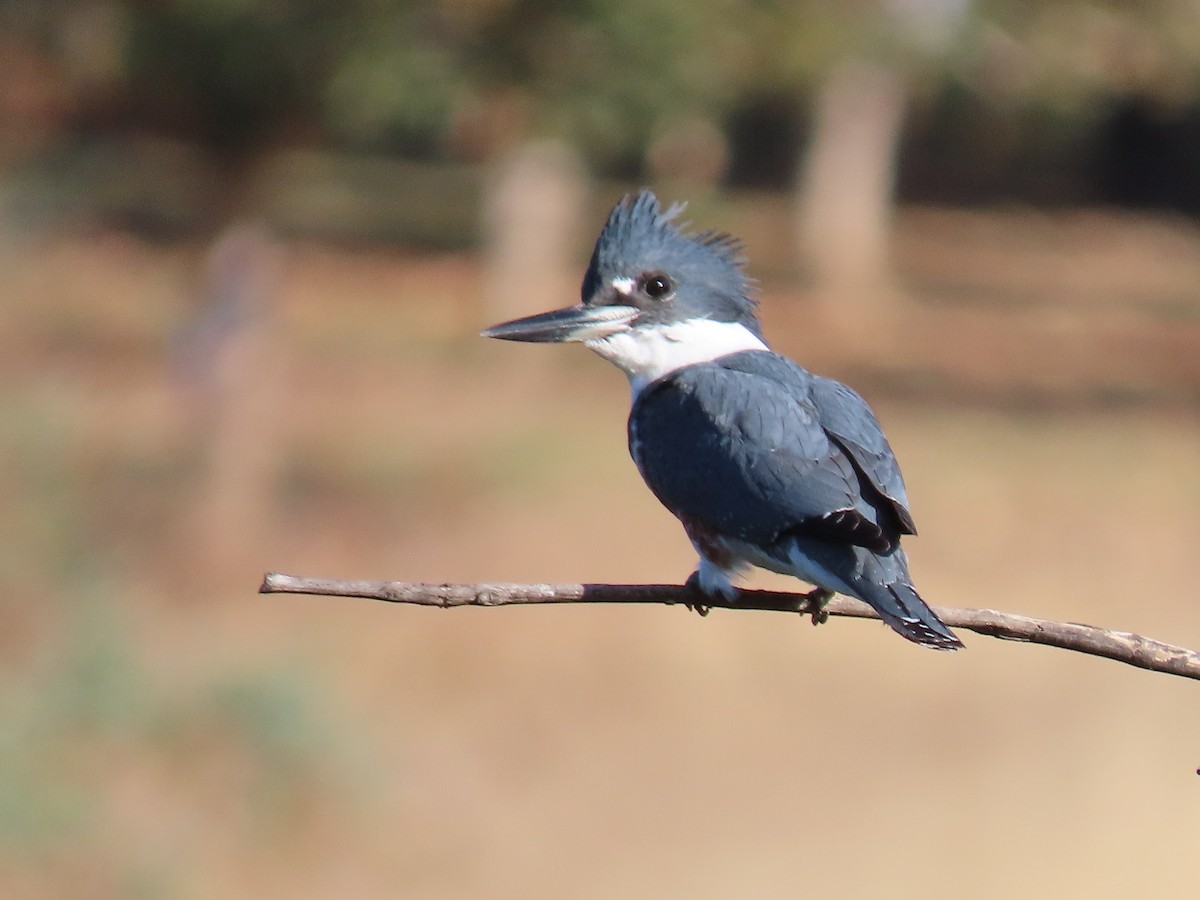 Belted Kingfisher - ML643201005