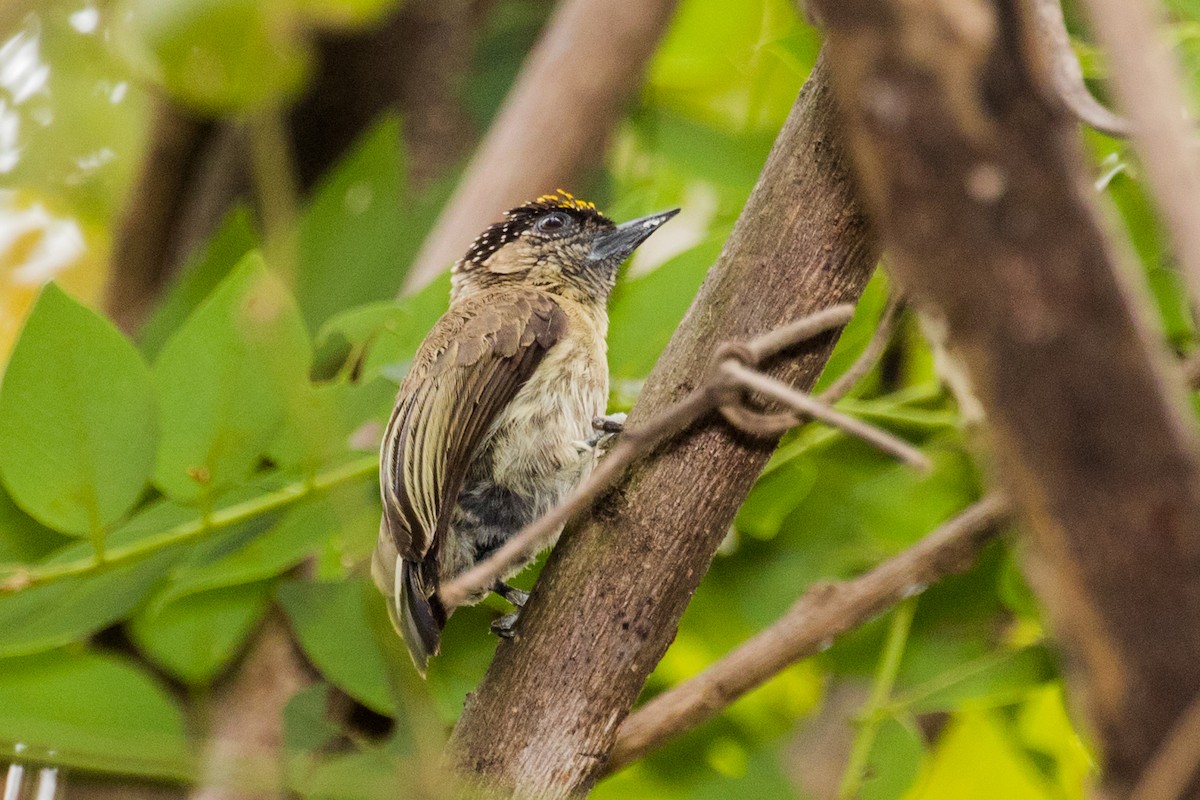 Grayish Piculet - ML643201006