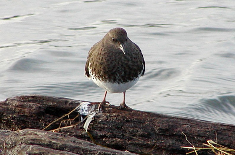 Black Turnstone - ML643201011