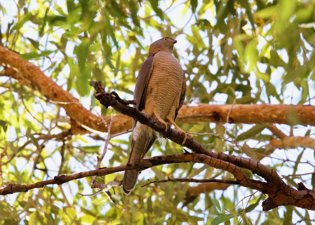 Collared Sparrowhawk - ML643201041