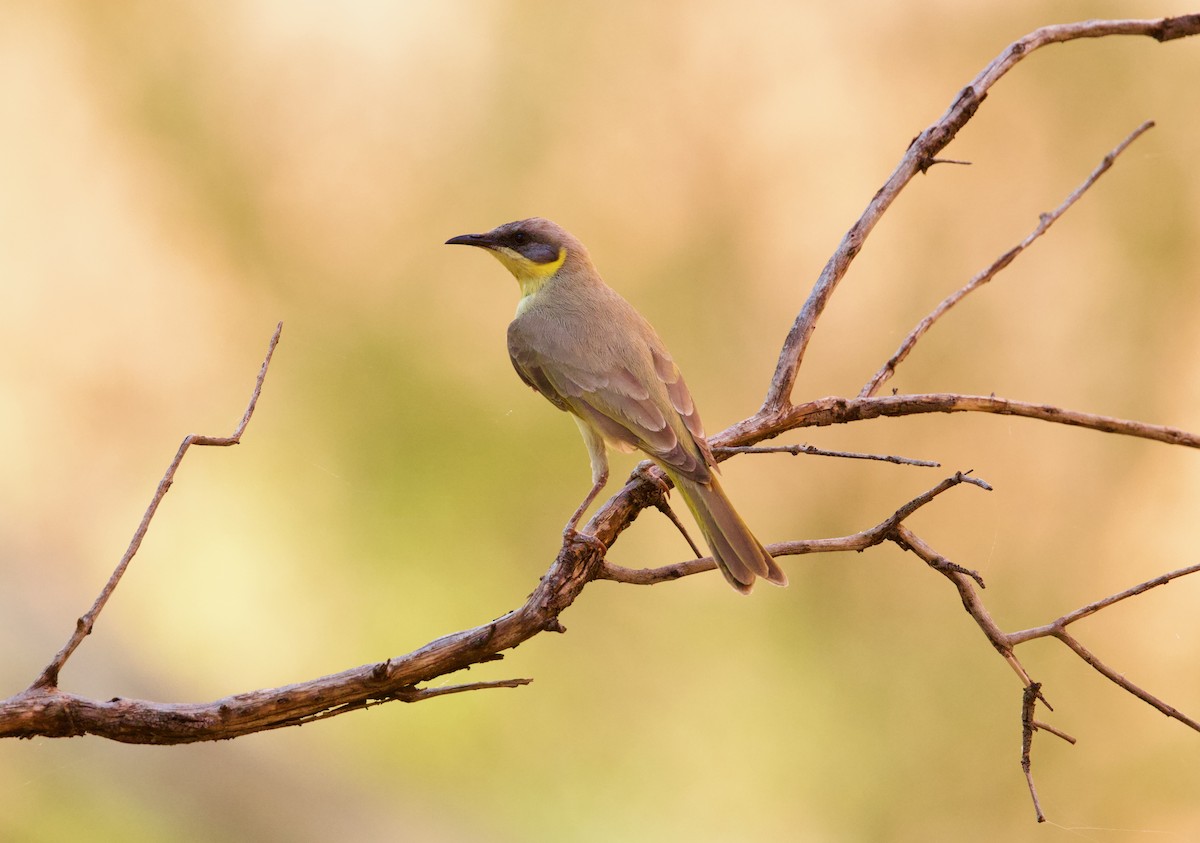 Gray-headed Honeyeater - ML643201046