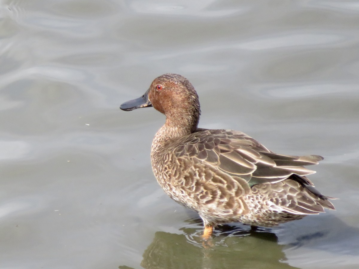 Cinnamon Teal - ML643201054
