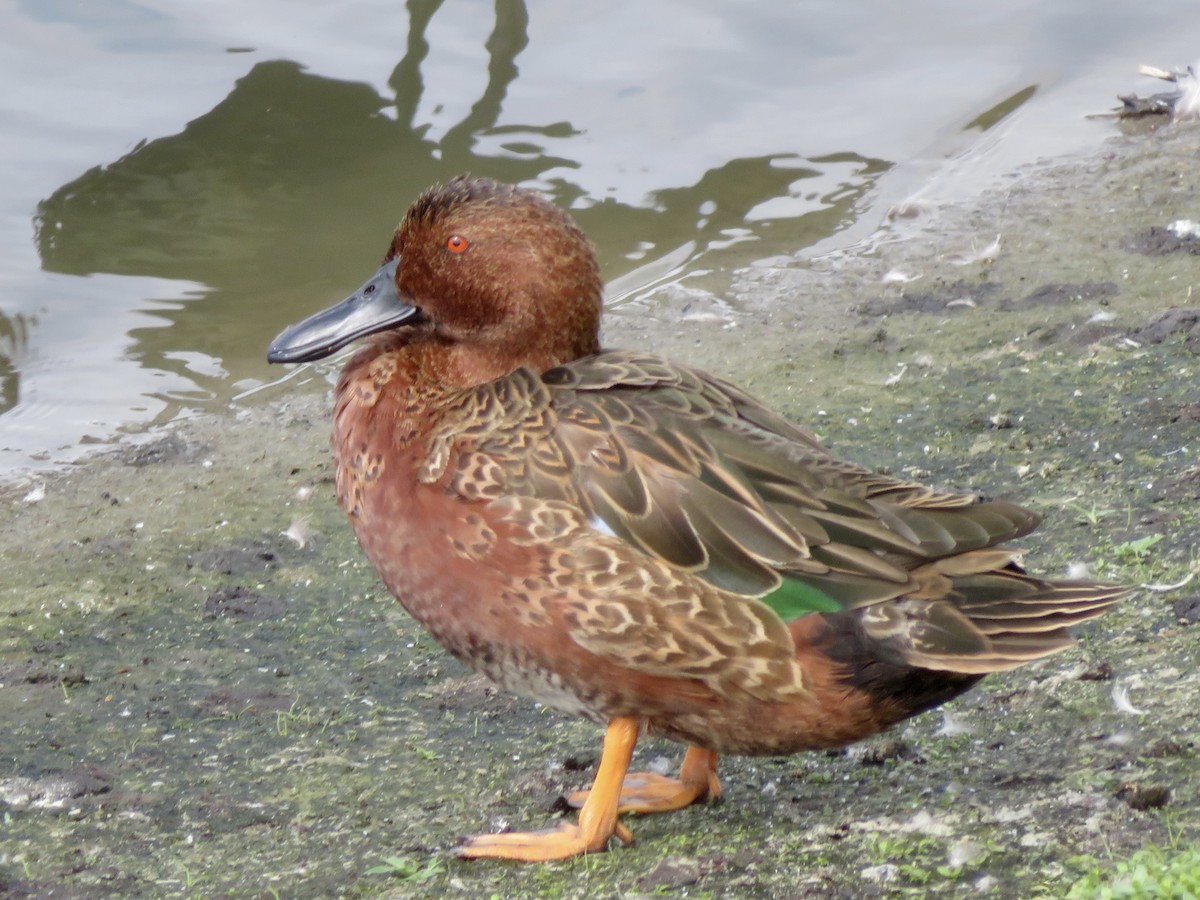 Cinnamon Teal - ML643201055