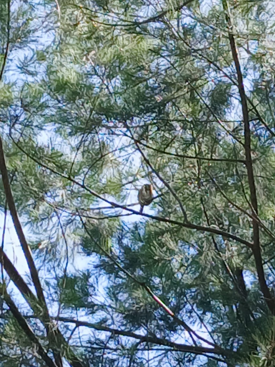 kulíšek brazilský - ML643201087