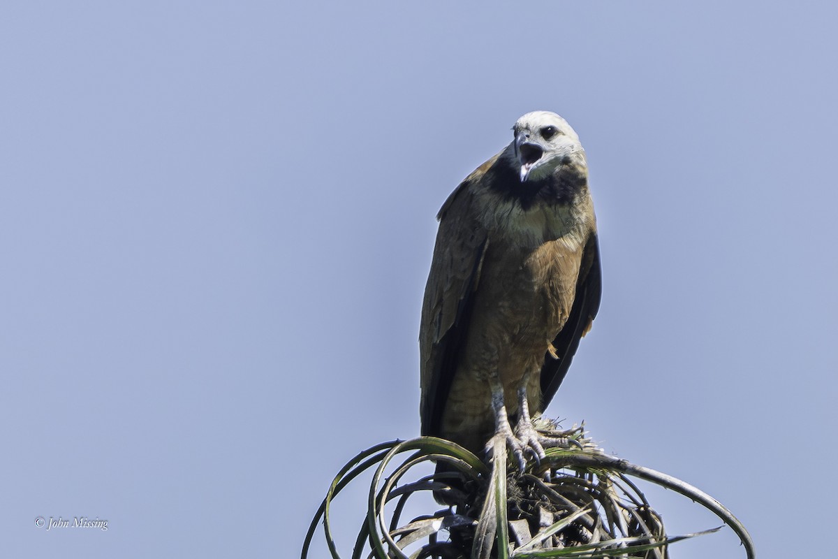 Black-collared Hawk - ML643201088