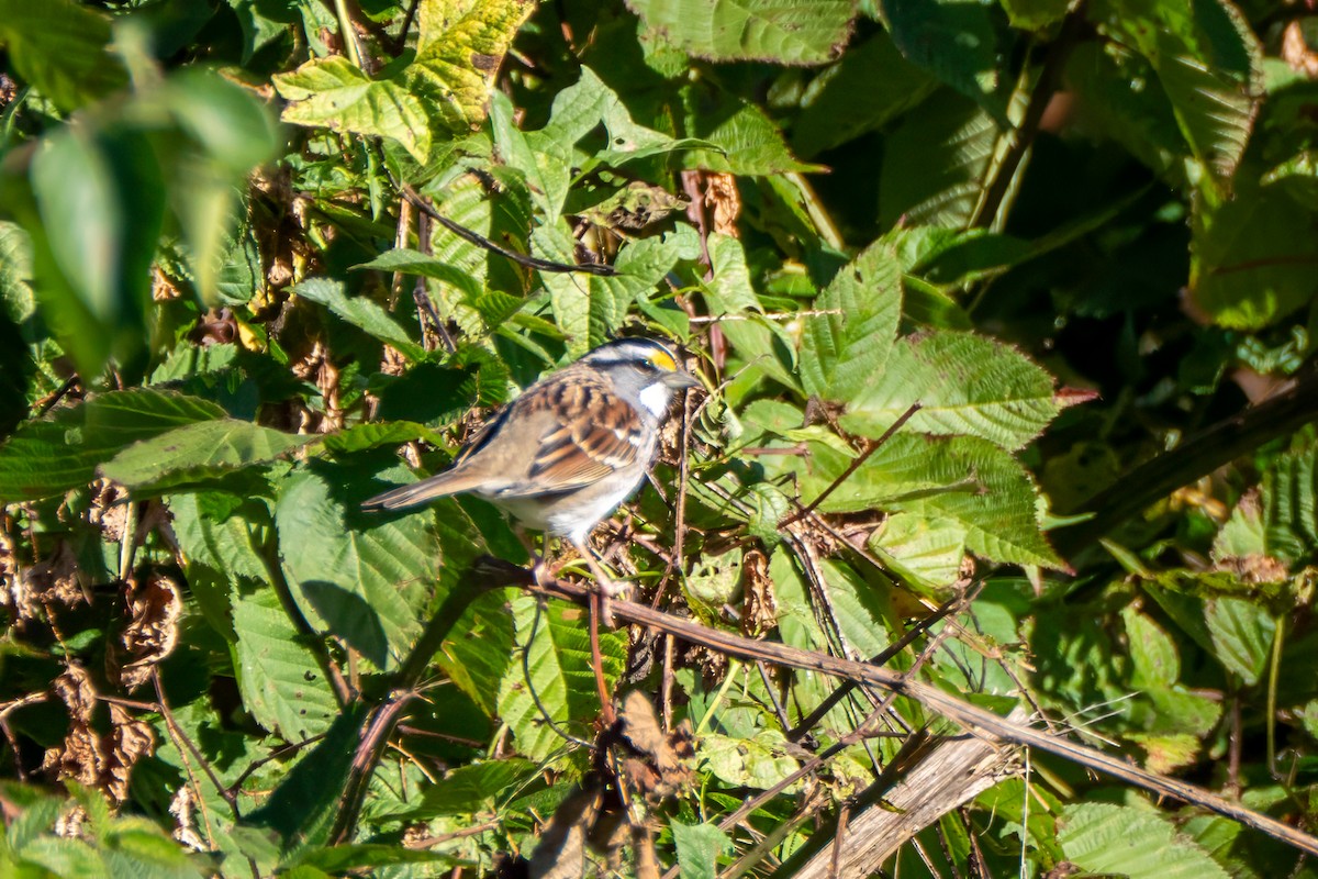 White-throated Sparrow - ML643201090