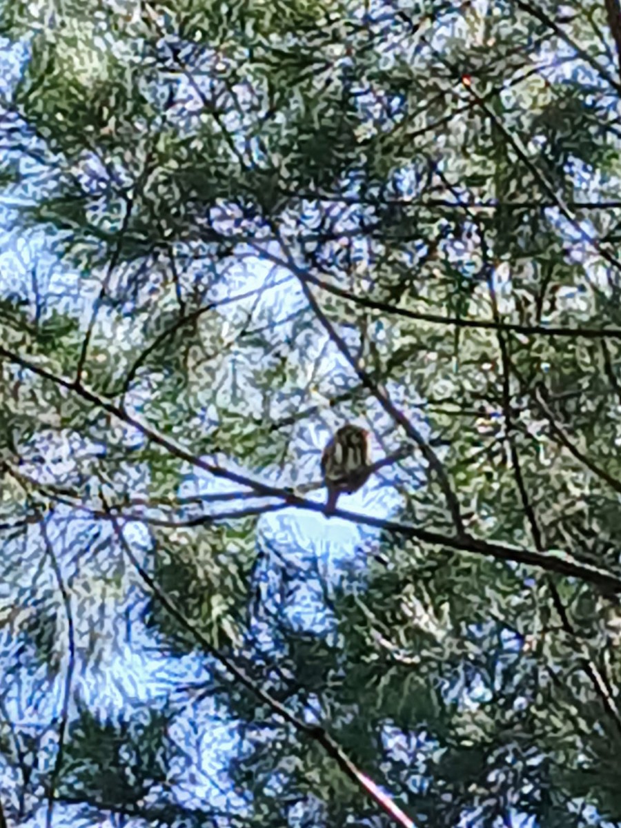 kulíšek brazilský - ML643201092