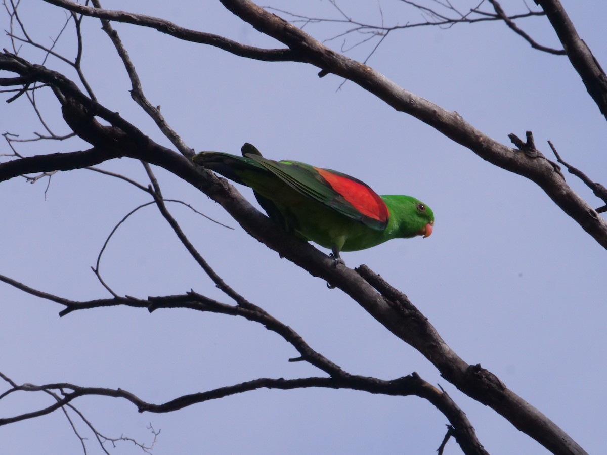 Red-winged Parrot - ML643201093