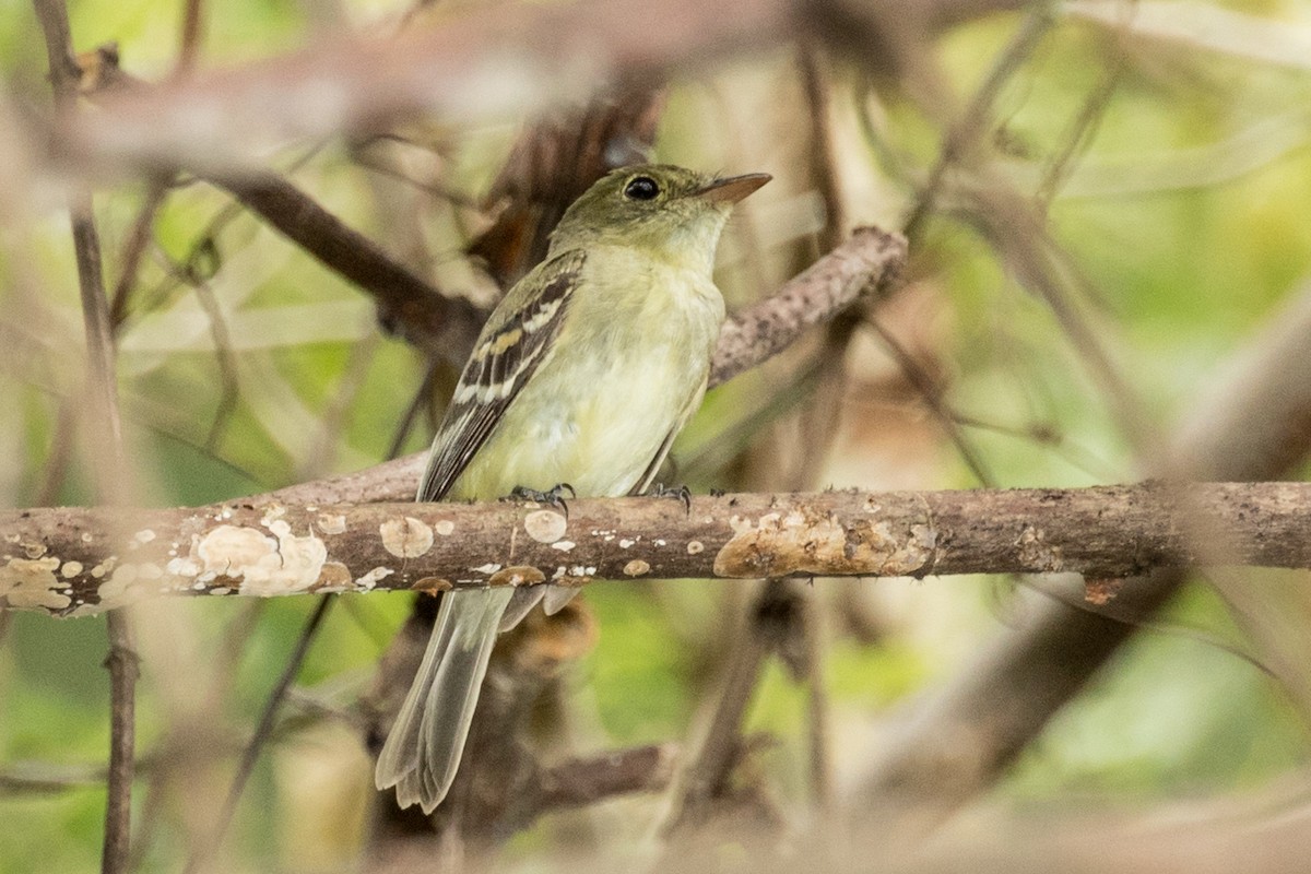Yellow-olive Flatbill - Roger Adamson