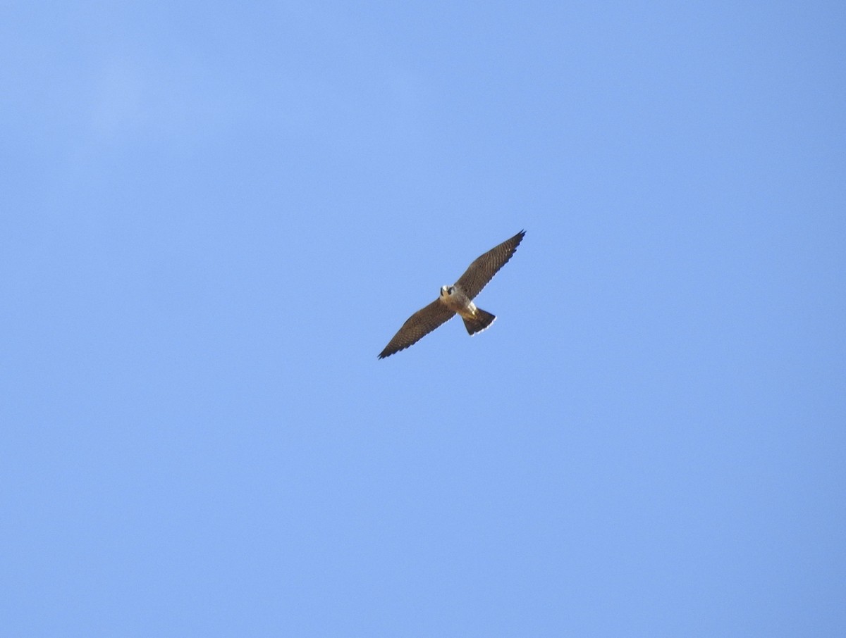 Peregrine Falcon - ML643201150