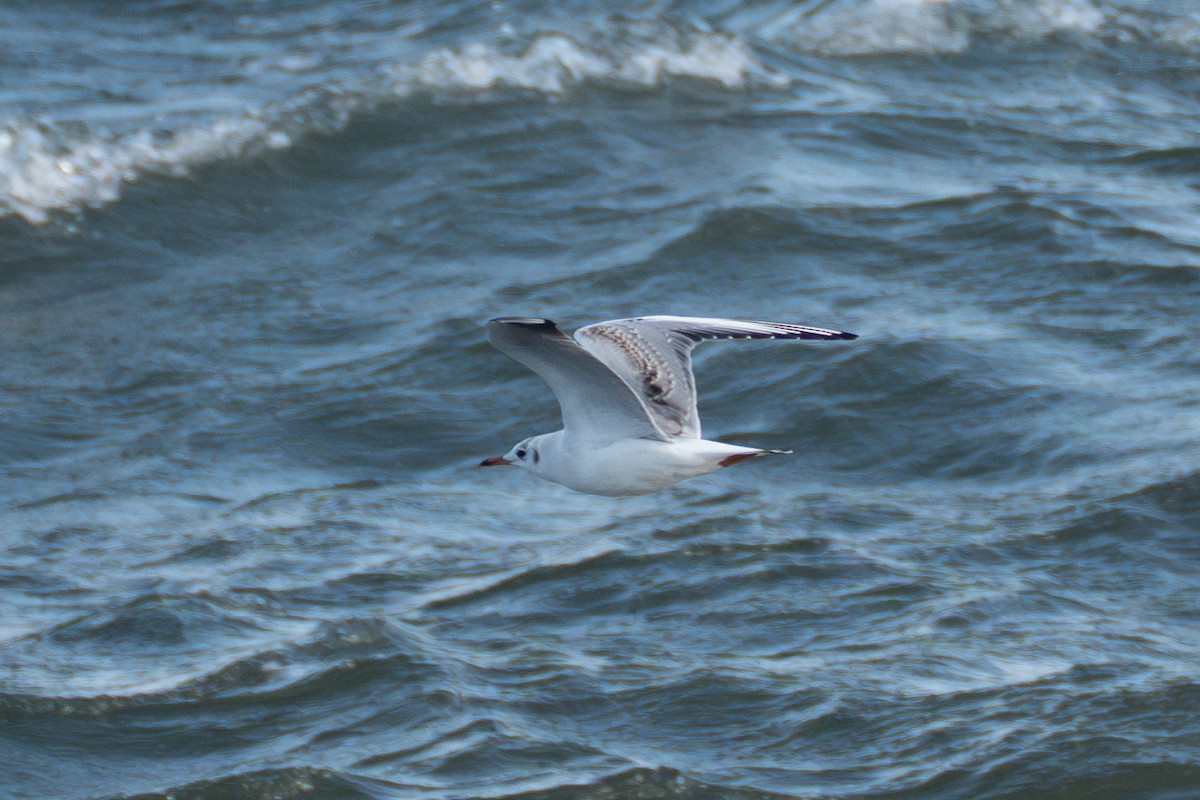 Mouette rieuse - ML643201156