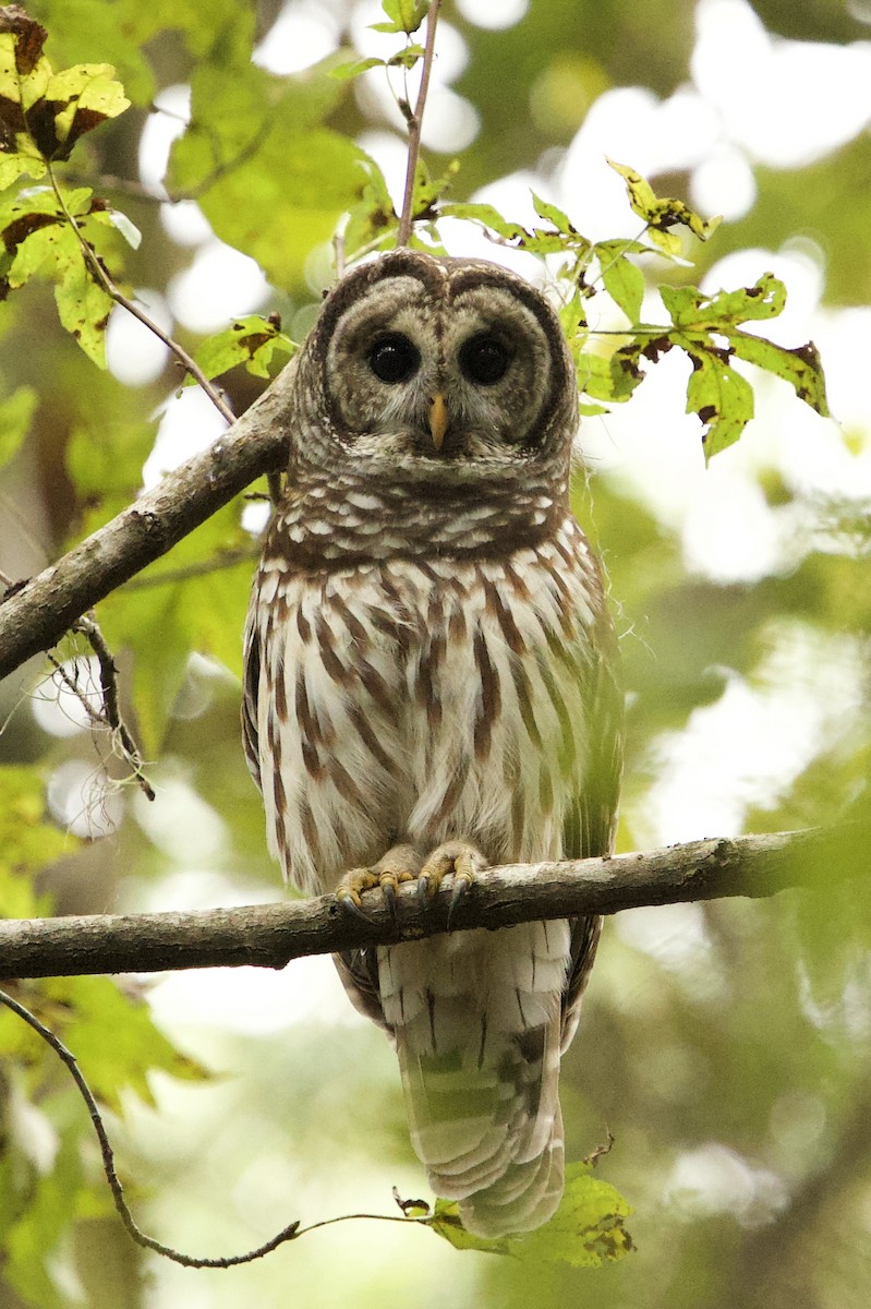 puštík proužkovaný - ML643201159