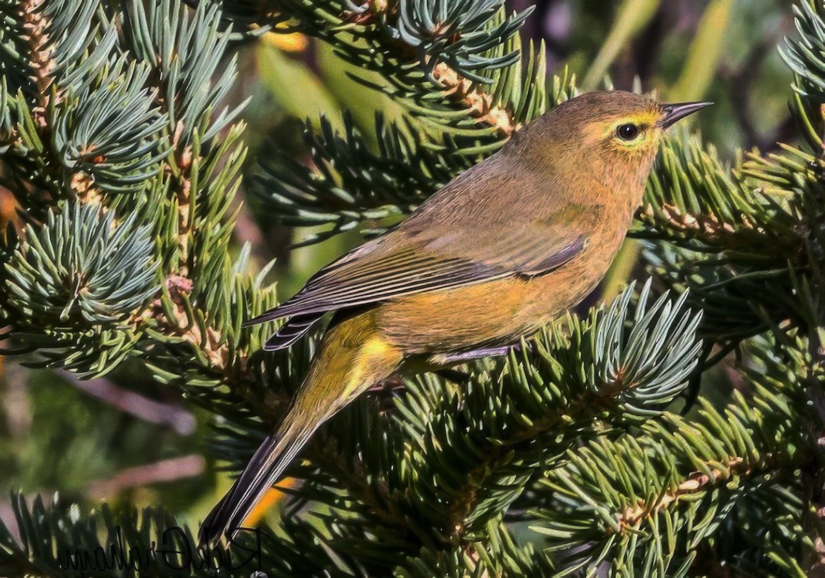 Orange-crowned Warbler - ML643201165