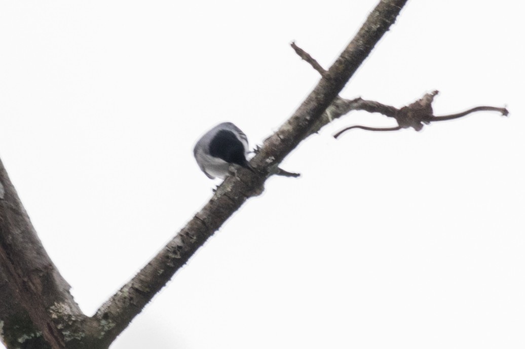 Tropical Gnatcatcher - ML643201178