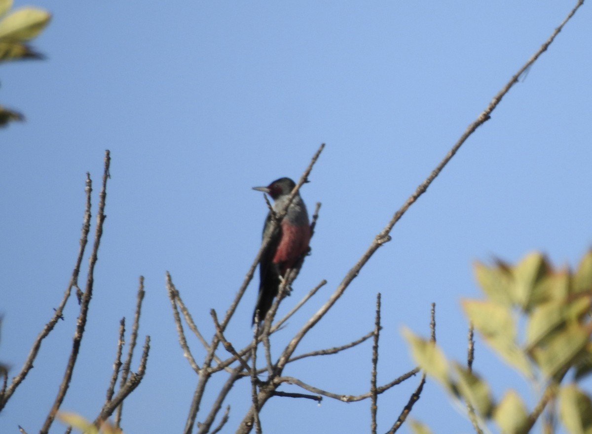 Lewis's Woodpecker - ML643201179