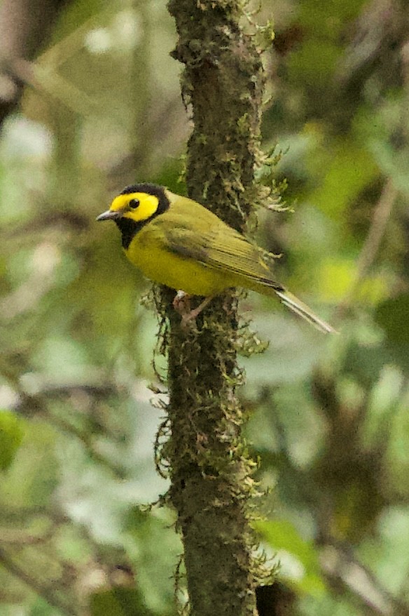 lesňáček kápový - ML643201180