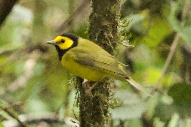 lesňáček kápový - ML643201181