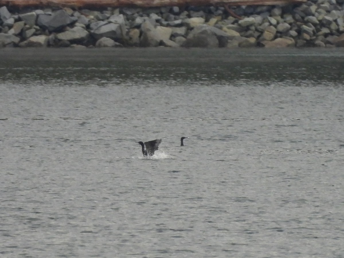 Pelagic Cormorant - ML643201226