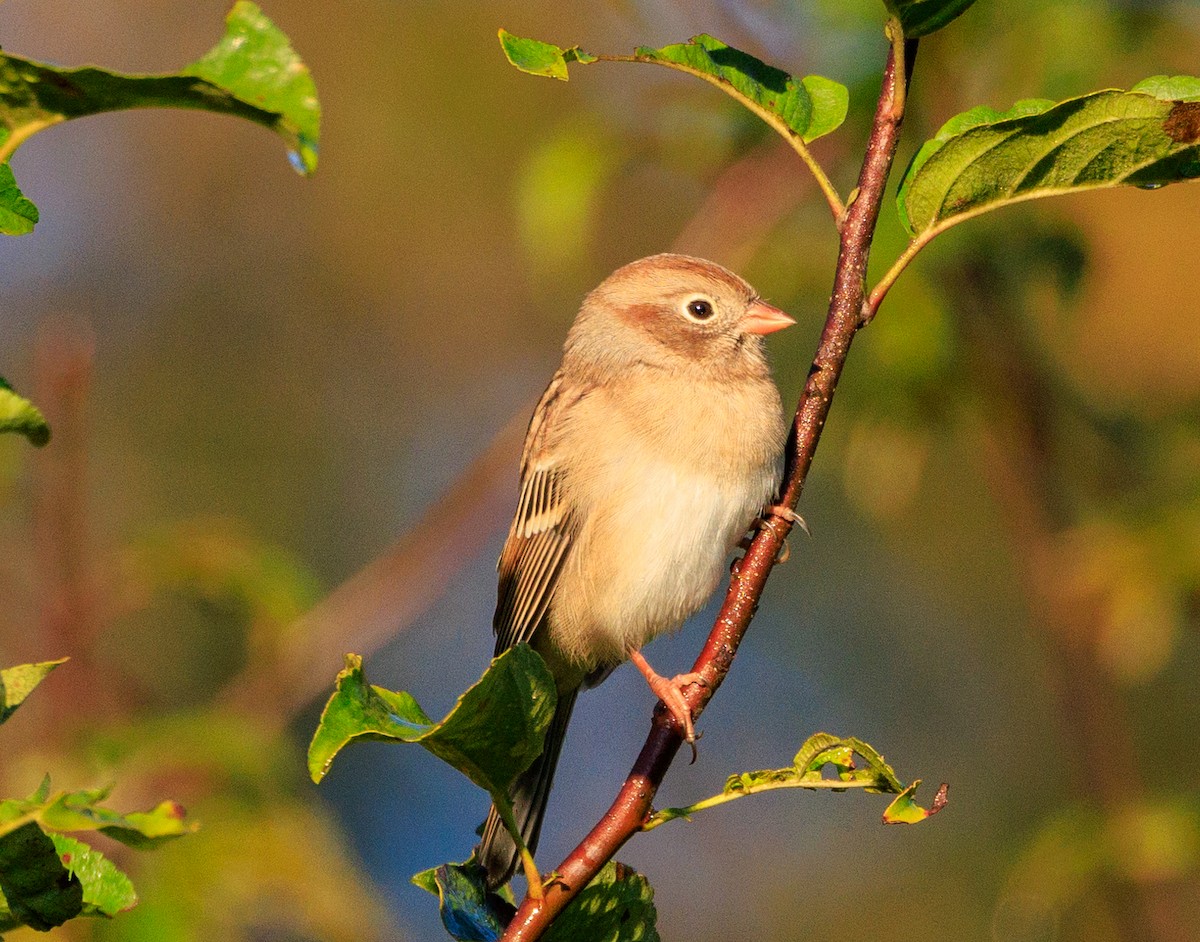 Field Sparrow - ML643201237
