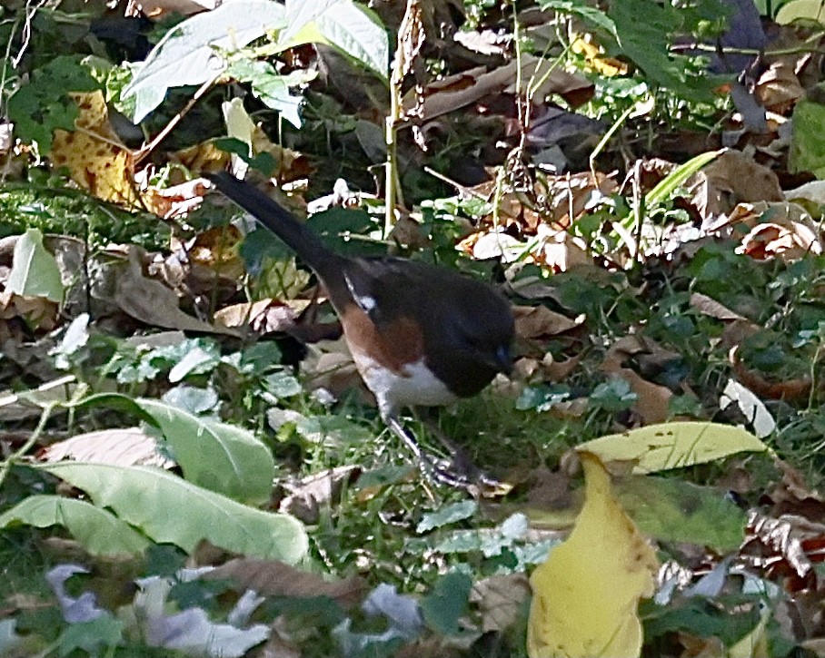 ワキアカトウヒチョウ - ML643201238