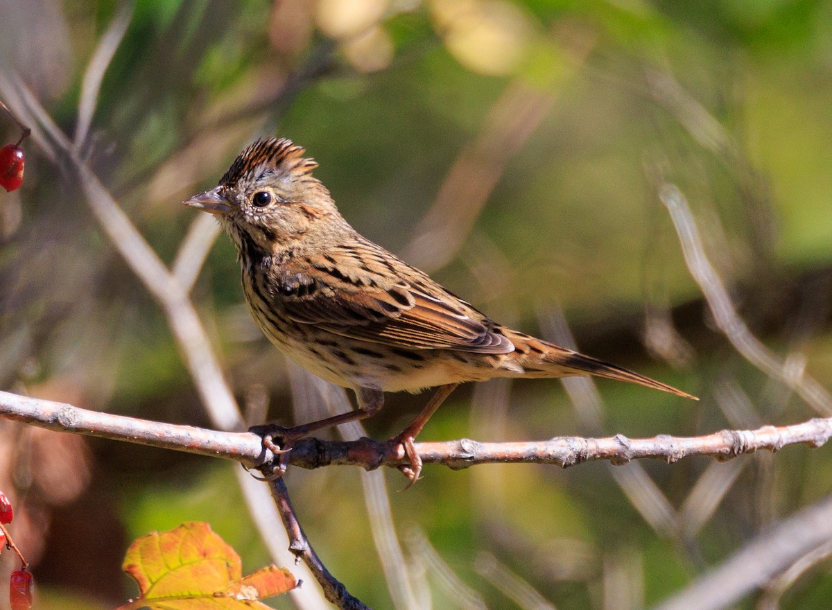 Lincoln's Sparrow - ML643201245
