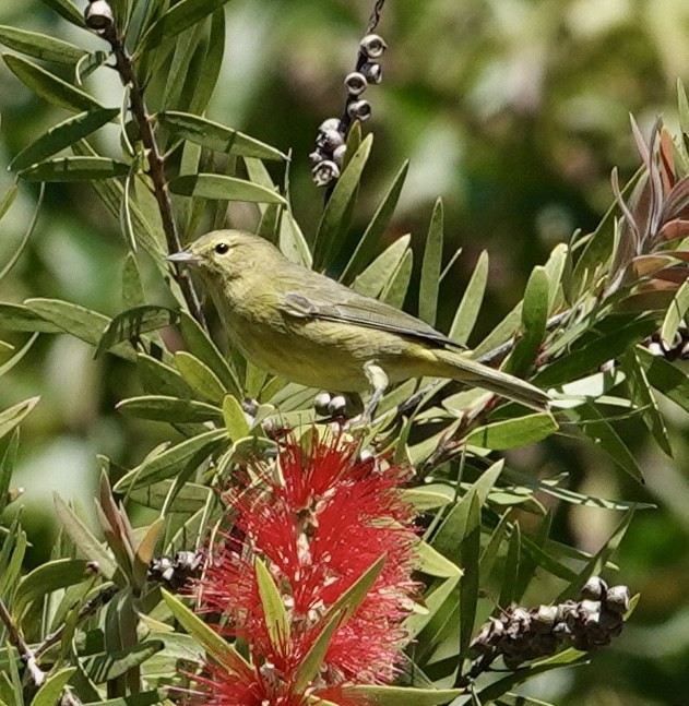 Orange-crowned Warbler - ML643201246