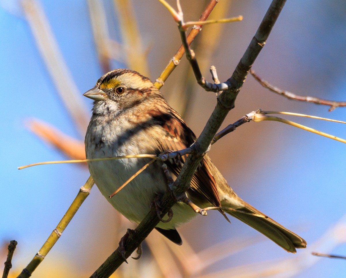 White-throated Sparrow - ML643201247
